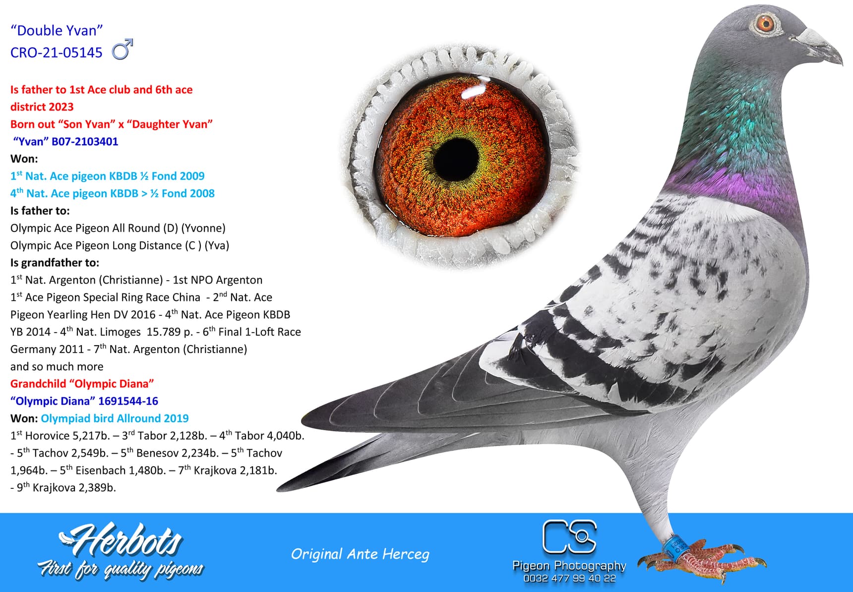 pigeon: “Double Yvan”