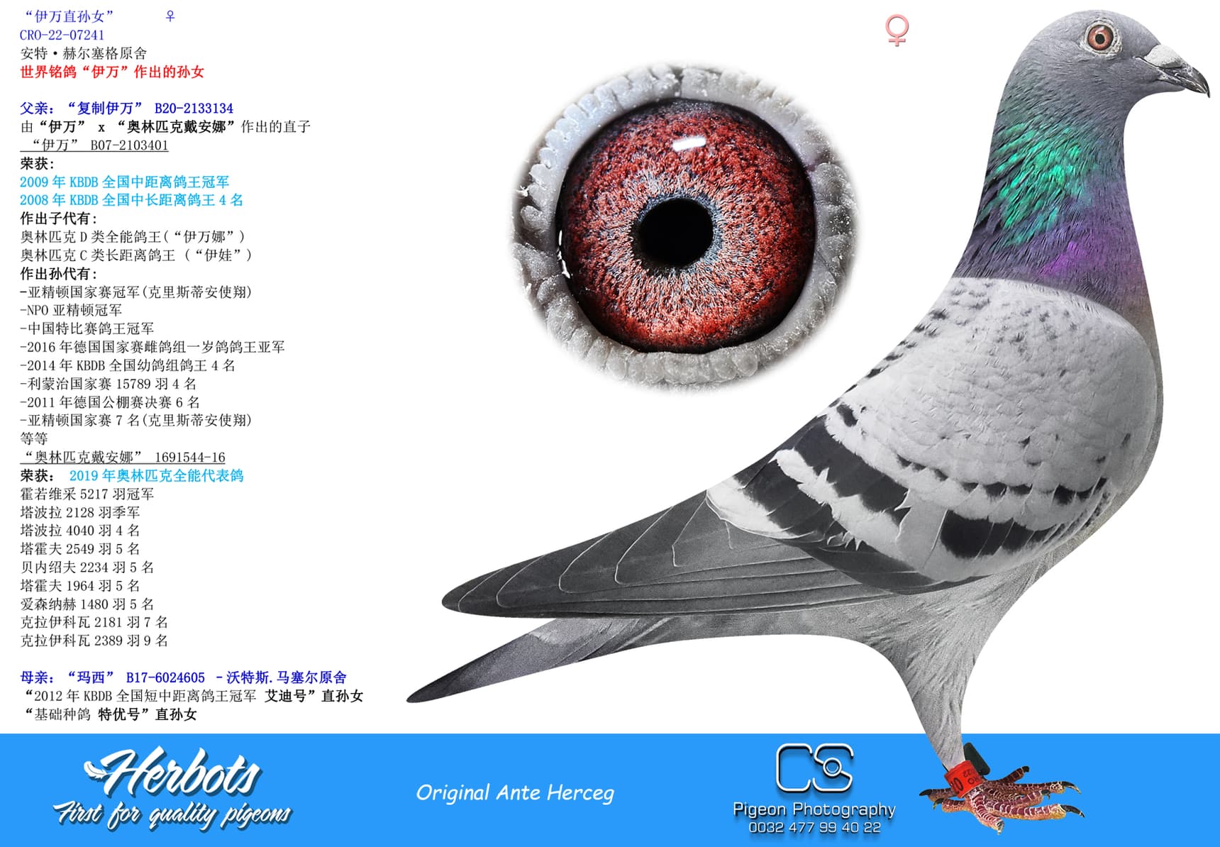 pigeon: “伊万直孙女”