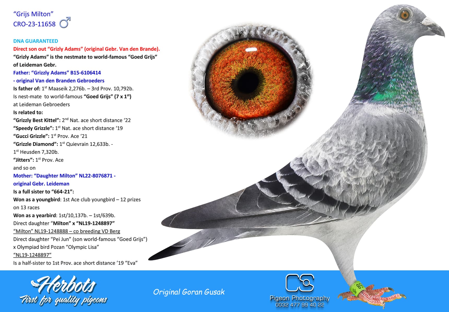 pigeon: Grijs Milton