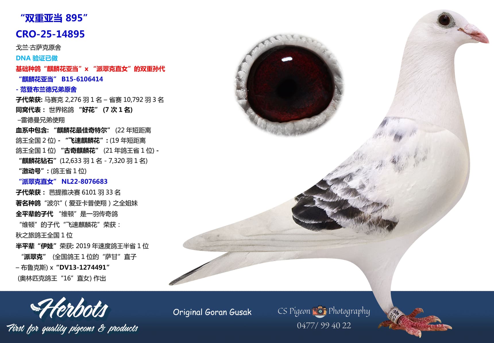 pigeon: “双重亚当 895”