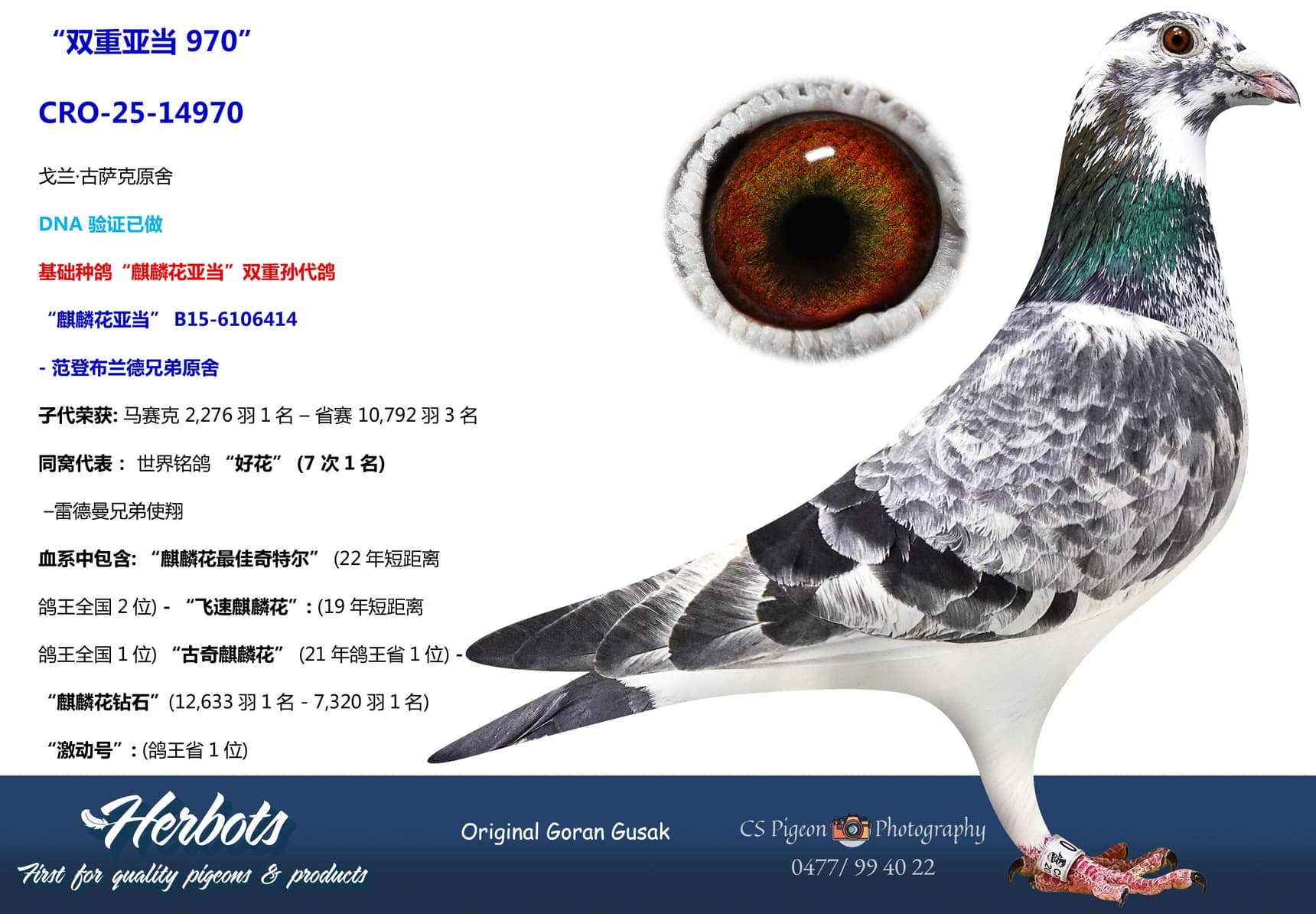 pigeon: “双重亚当 970”