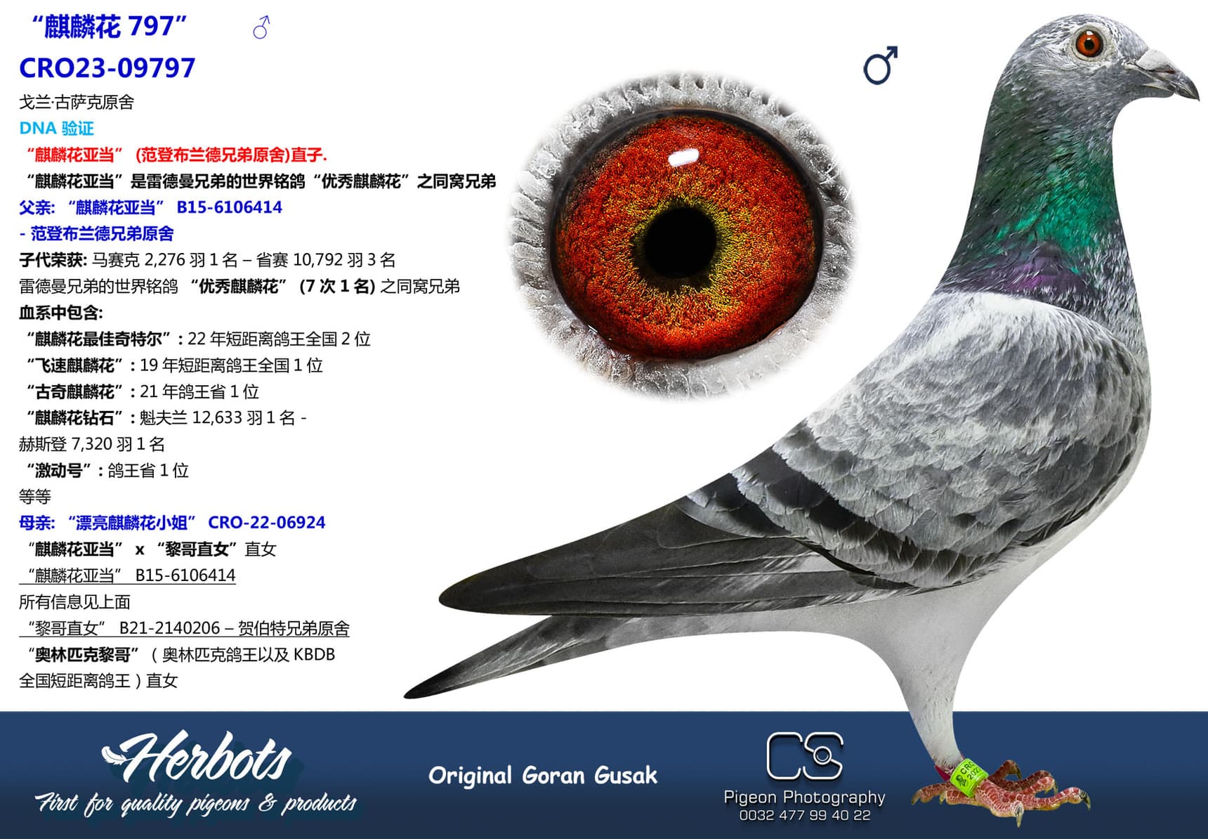 pigeon: “麒麟花797”