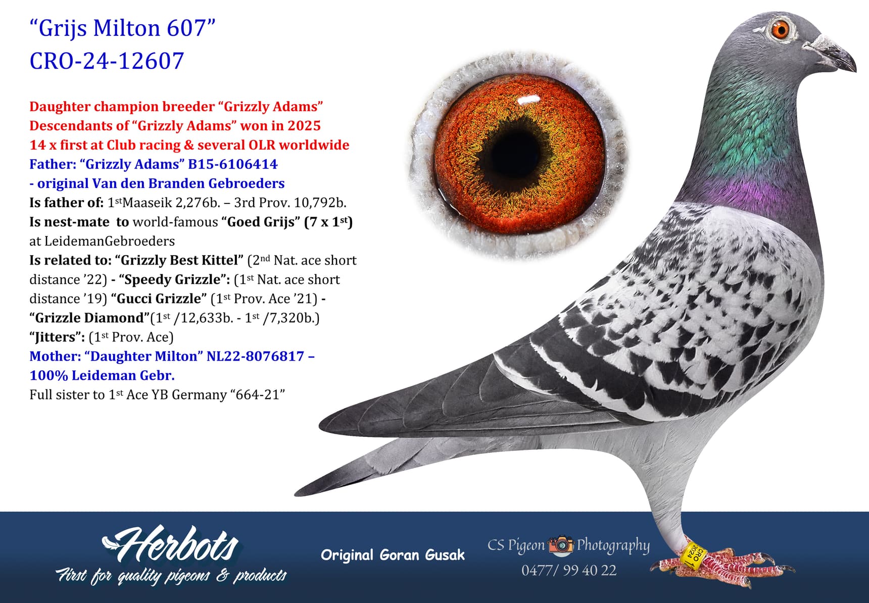 pigeon: undefined