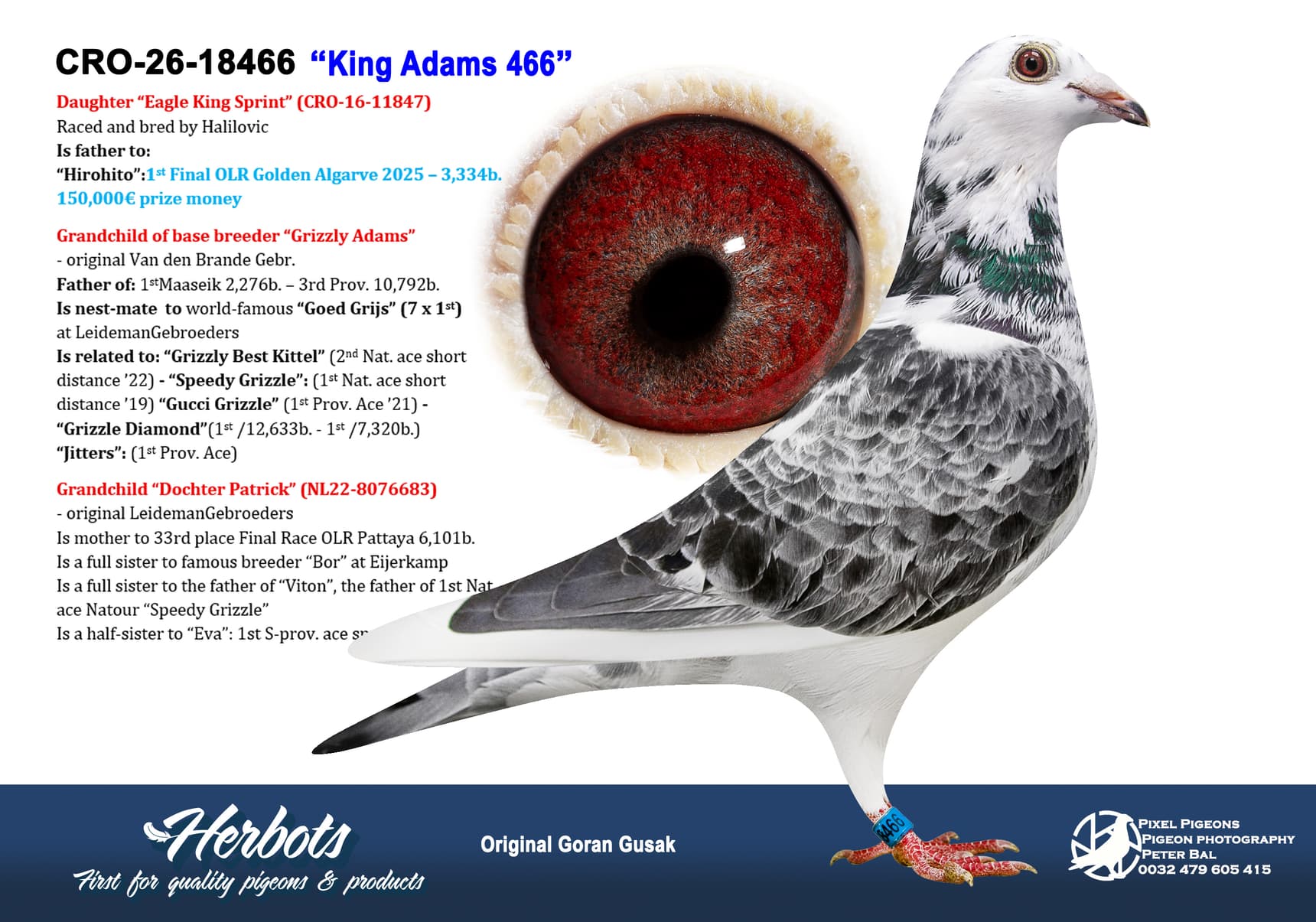 pigeon: undefined