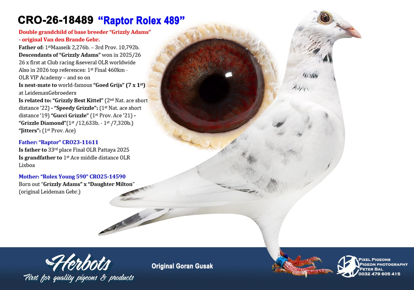 pigeon: undefined