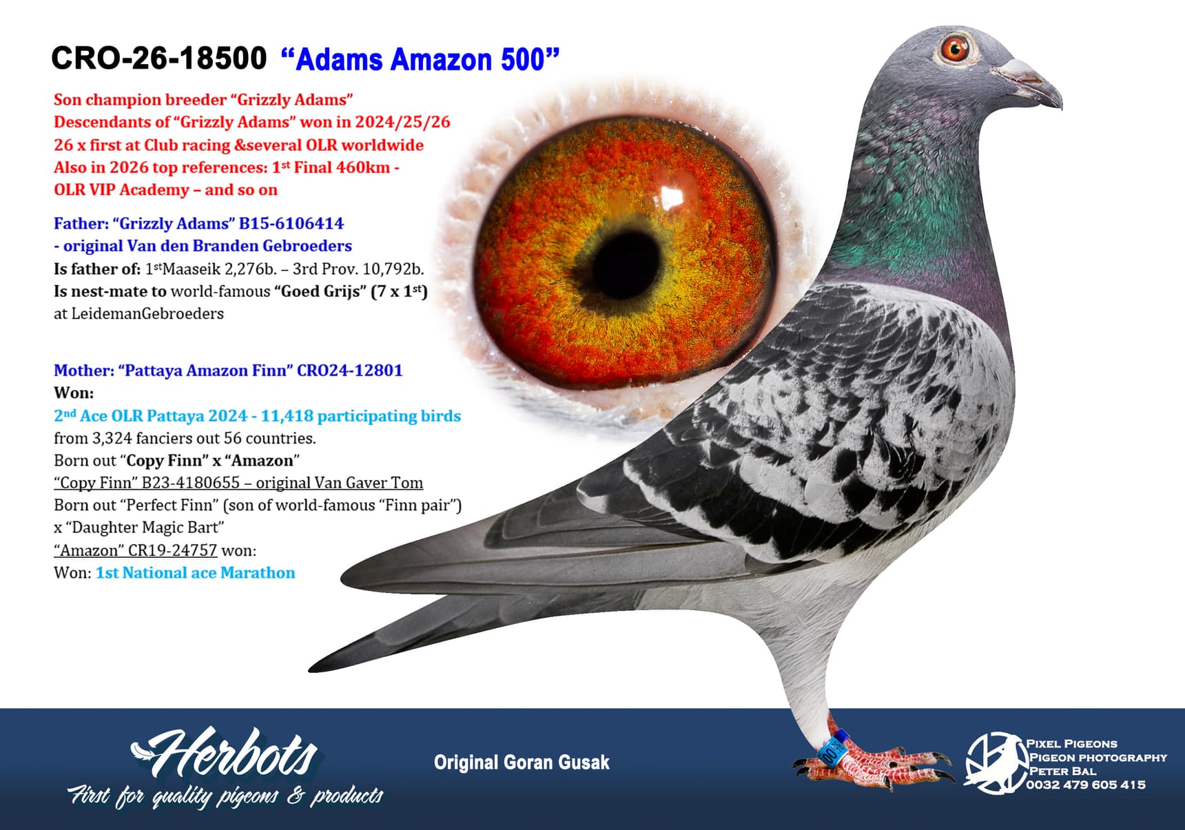 pigeon: undefined