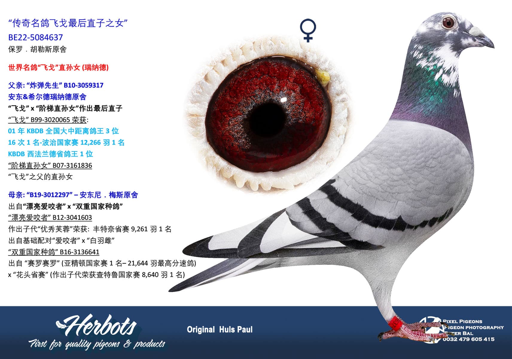 pigeon: undefined