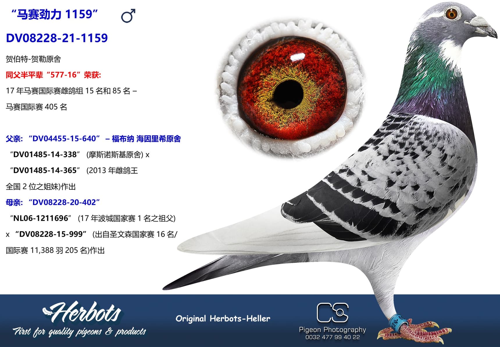 pigeon: undefined