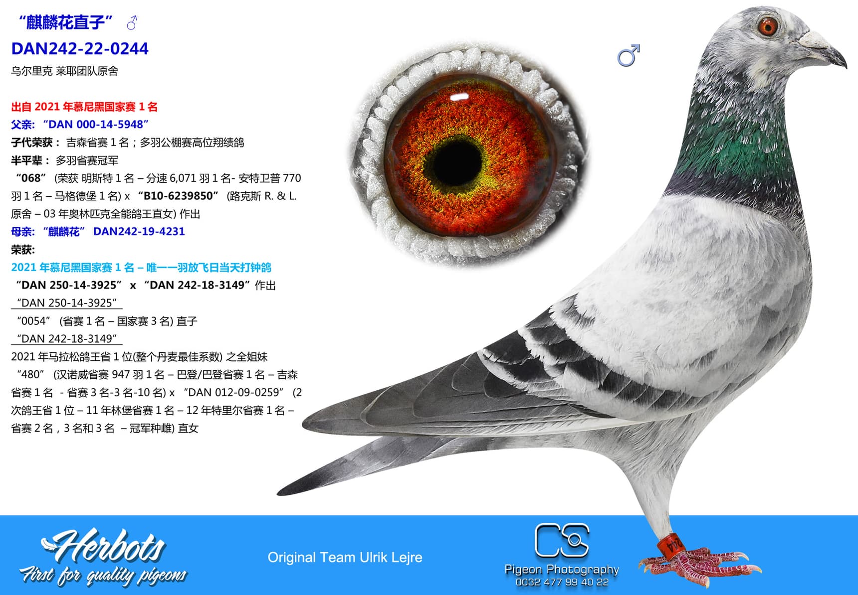 pigeon: “麒麟花直子”