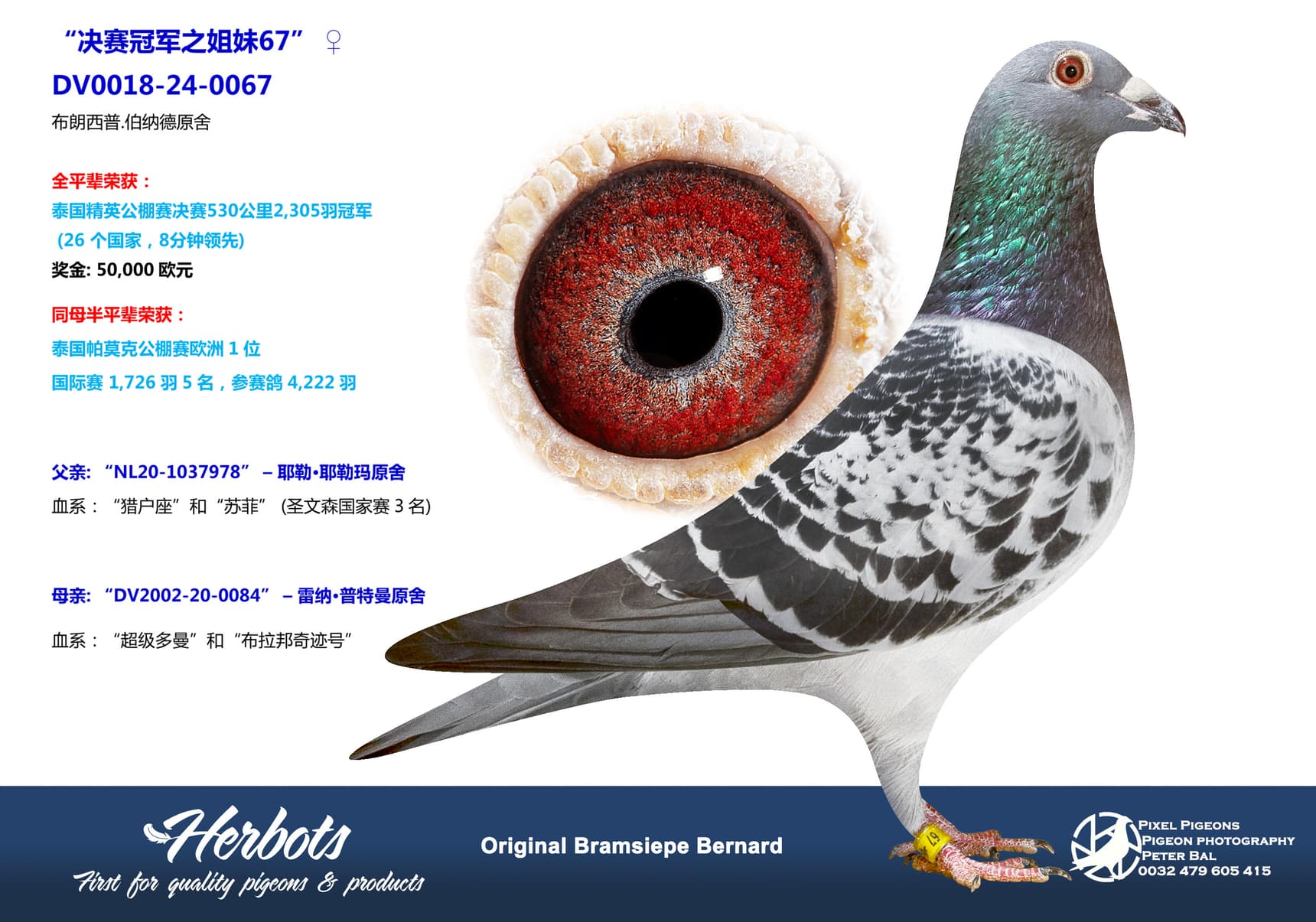 pigeon: “决赛冠军之姐妹67”