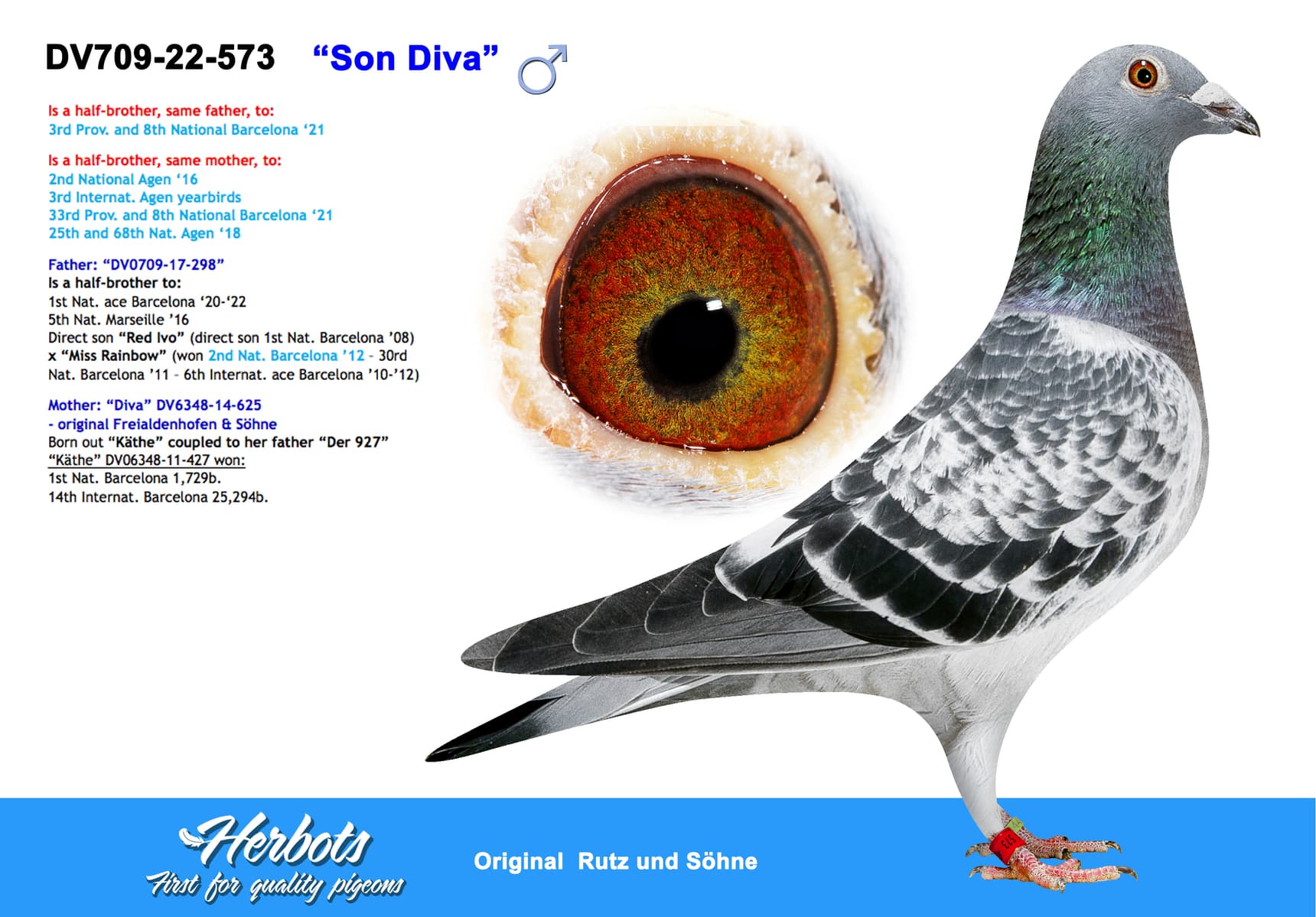 pigeon: undefined