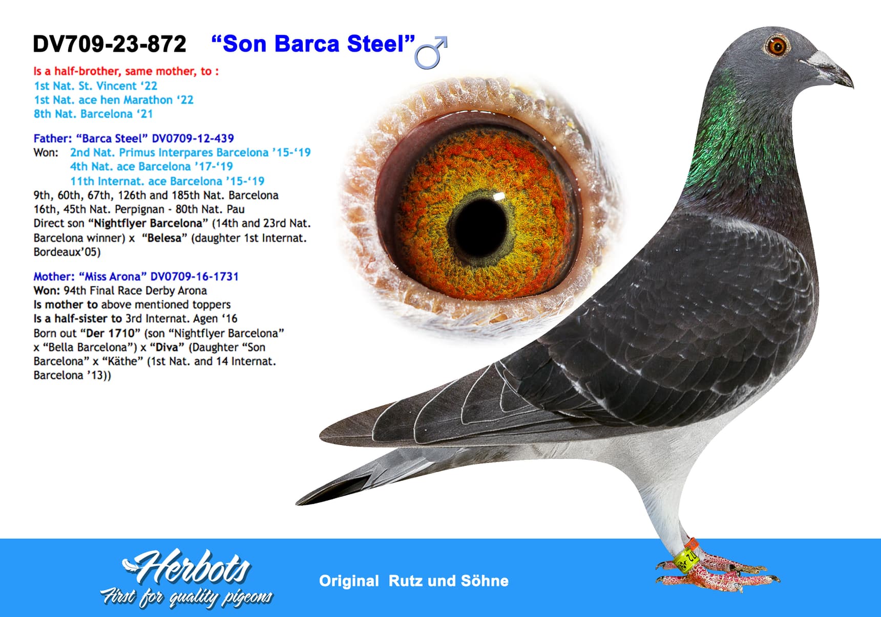 pigeon: “Son Barca Steel”