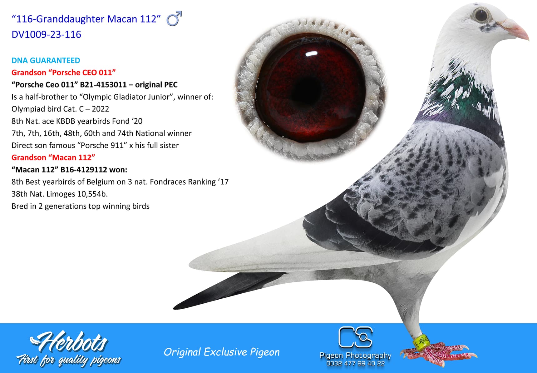 pigeon: “116-Grandson Macan 112”