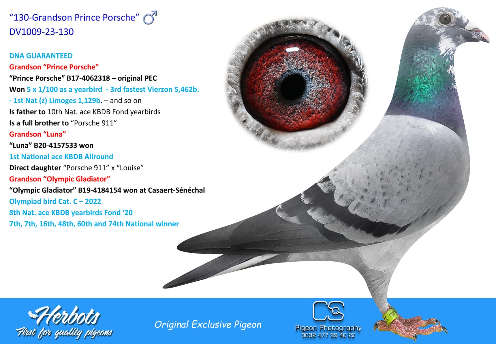 pigeon: “130-Grandson Prince Porsche”