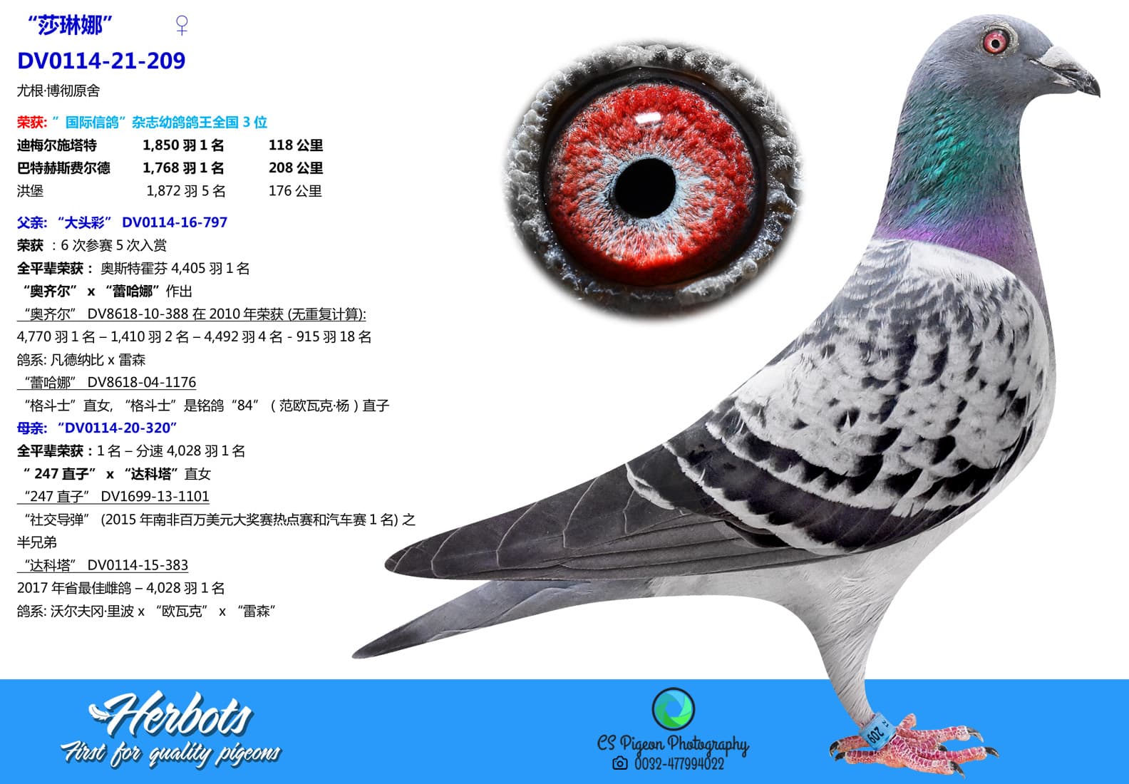 pigeon: undefined