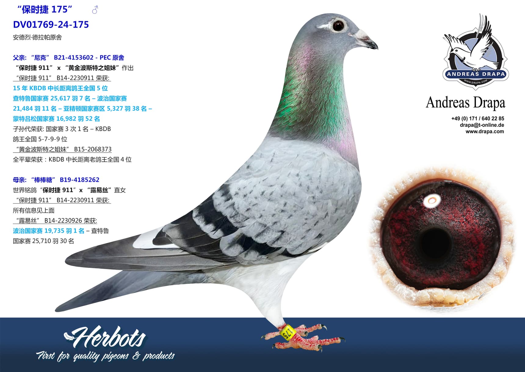 pigeon: “保时捷 175”