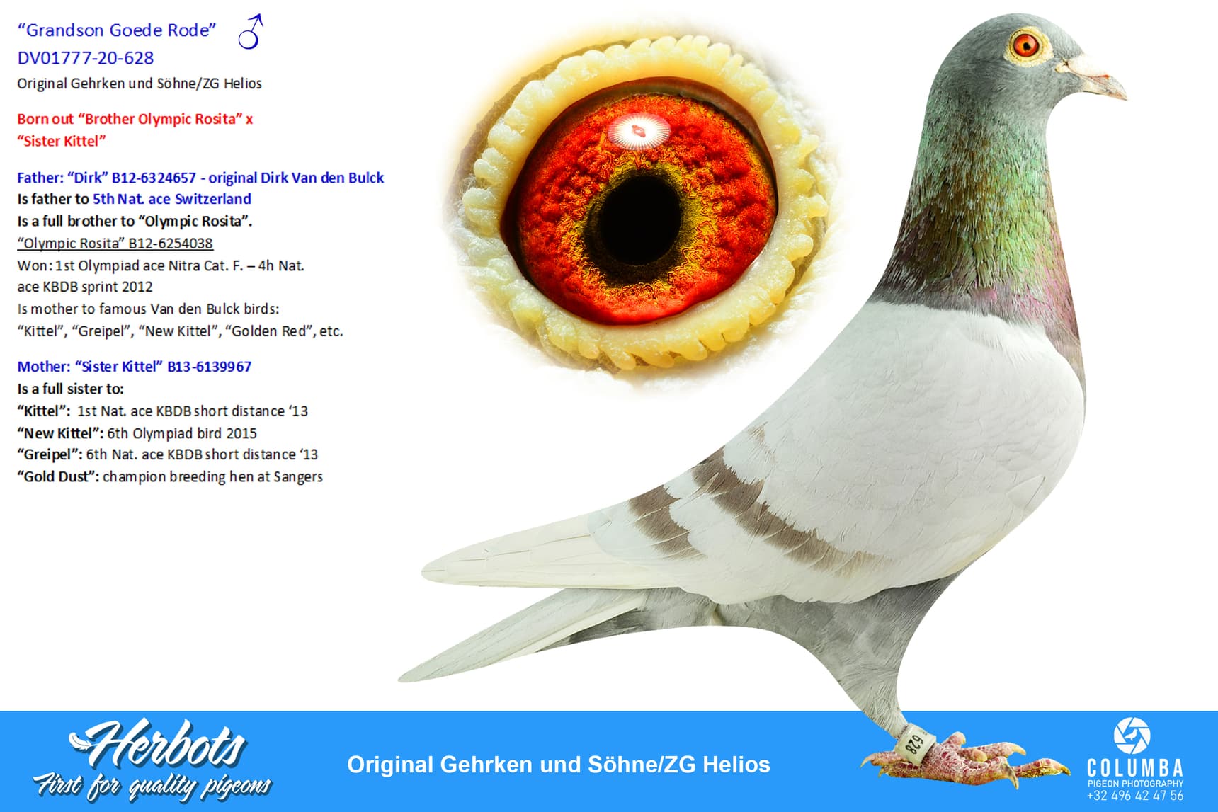 pigeon: undefined