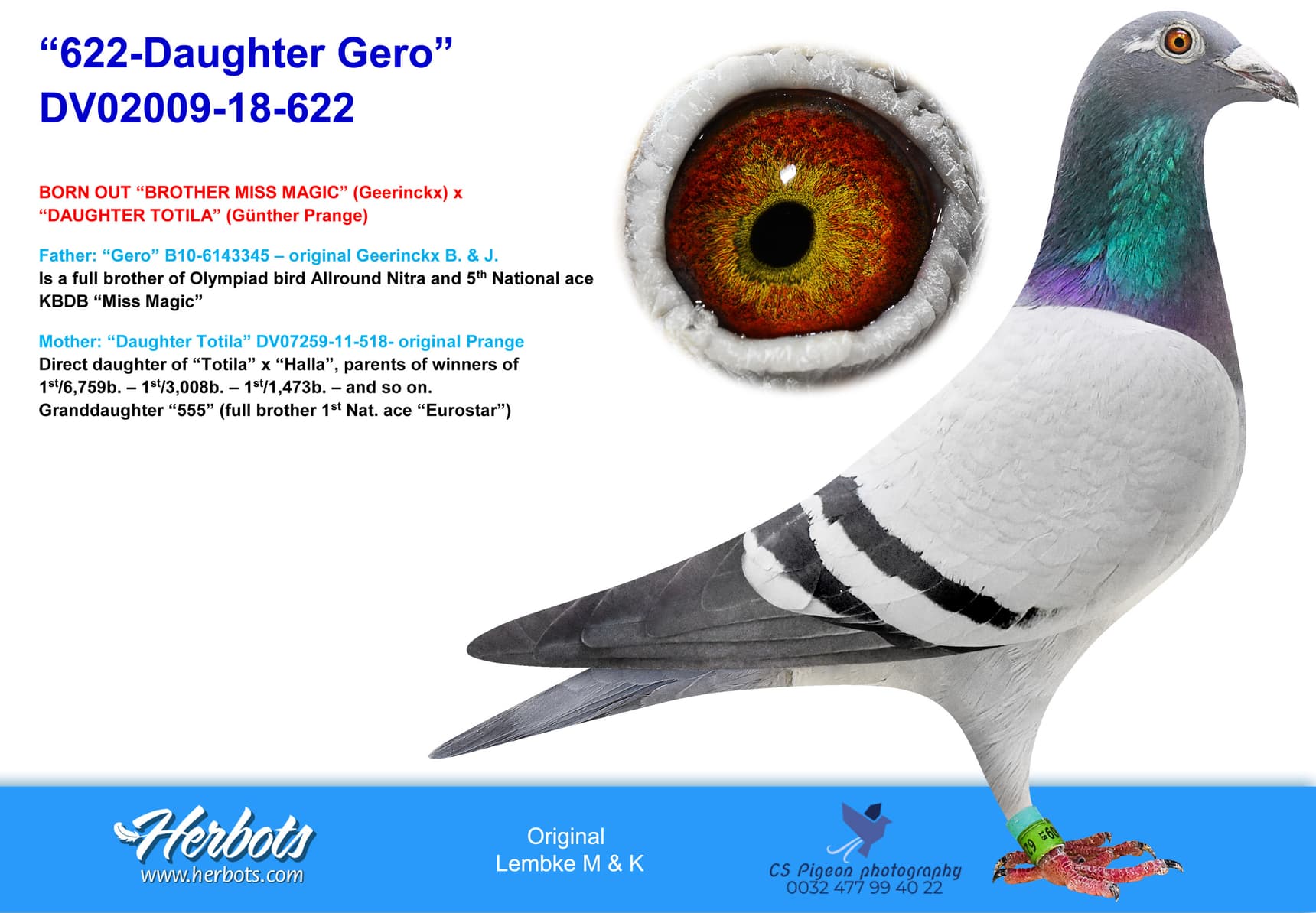 pigeon: “622-Daughter Gero”