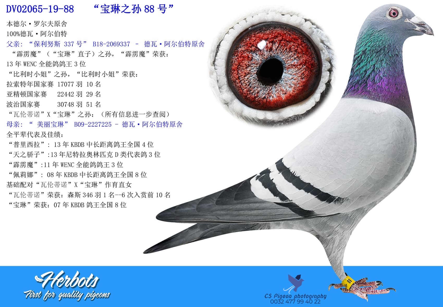 pigeon: “宝林之孙女88号”