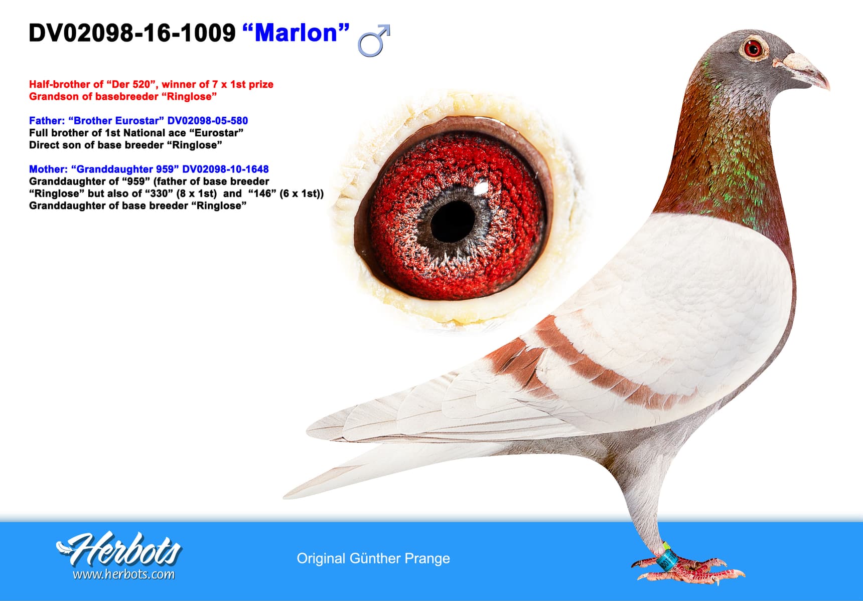 pigeon: undefined
