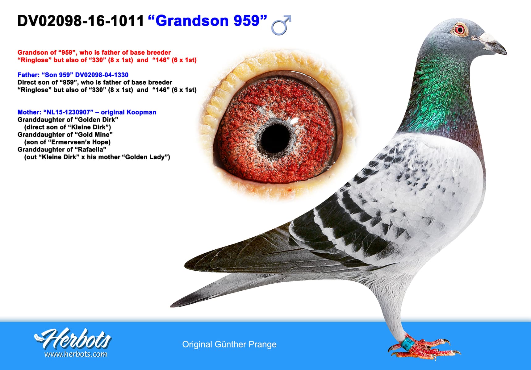 pigeon: undefined