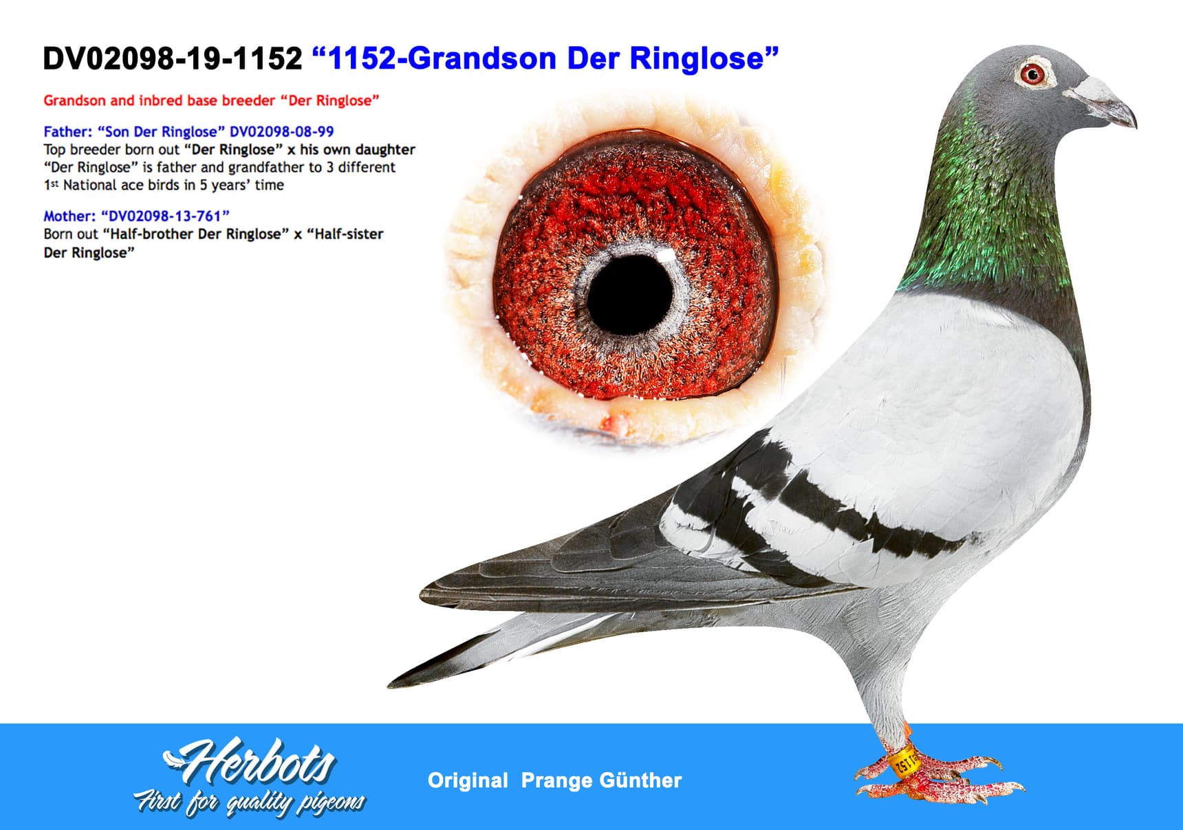 pigeon: undefined