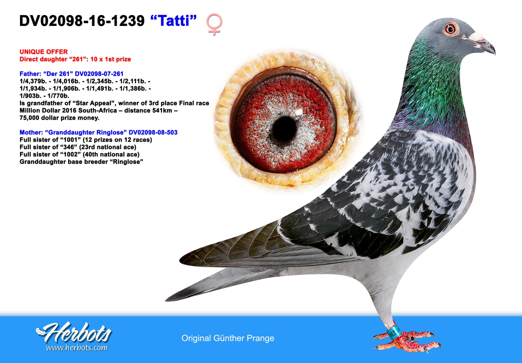 pigeon: undefined