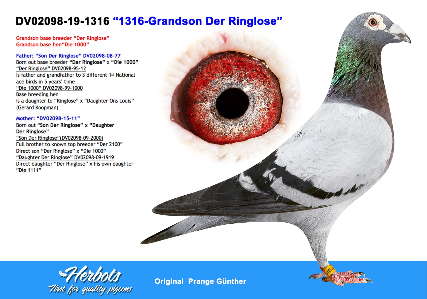 pigeon: undefined