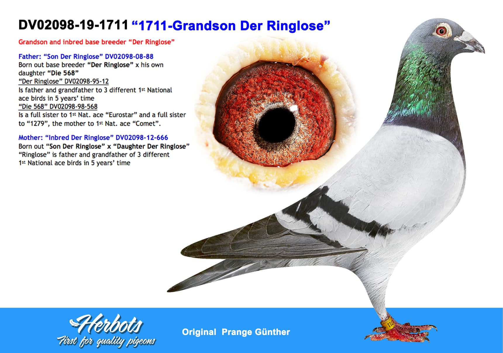pigeon: undefined