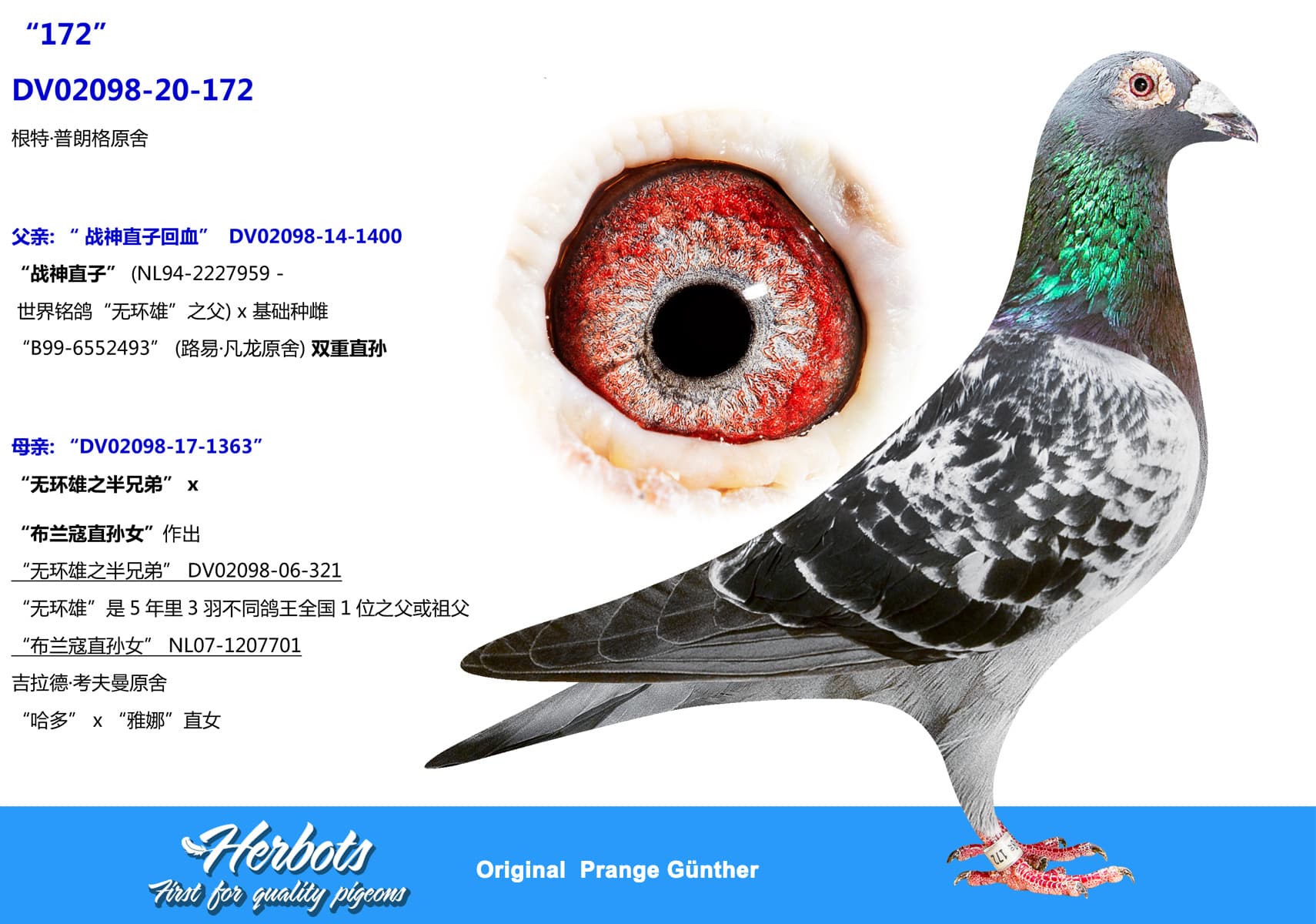 pigeon: undefined