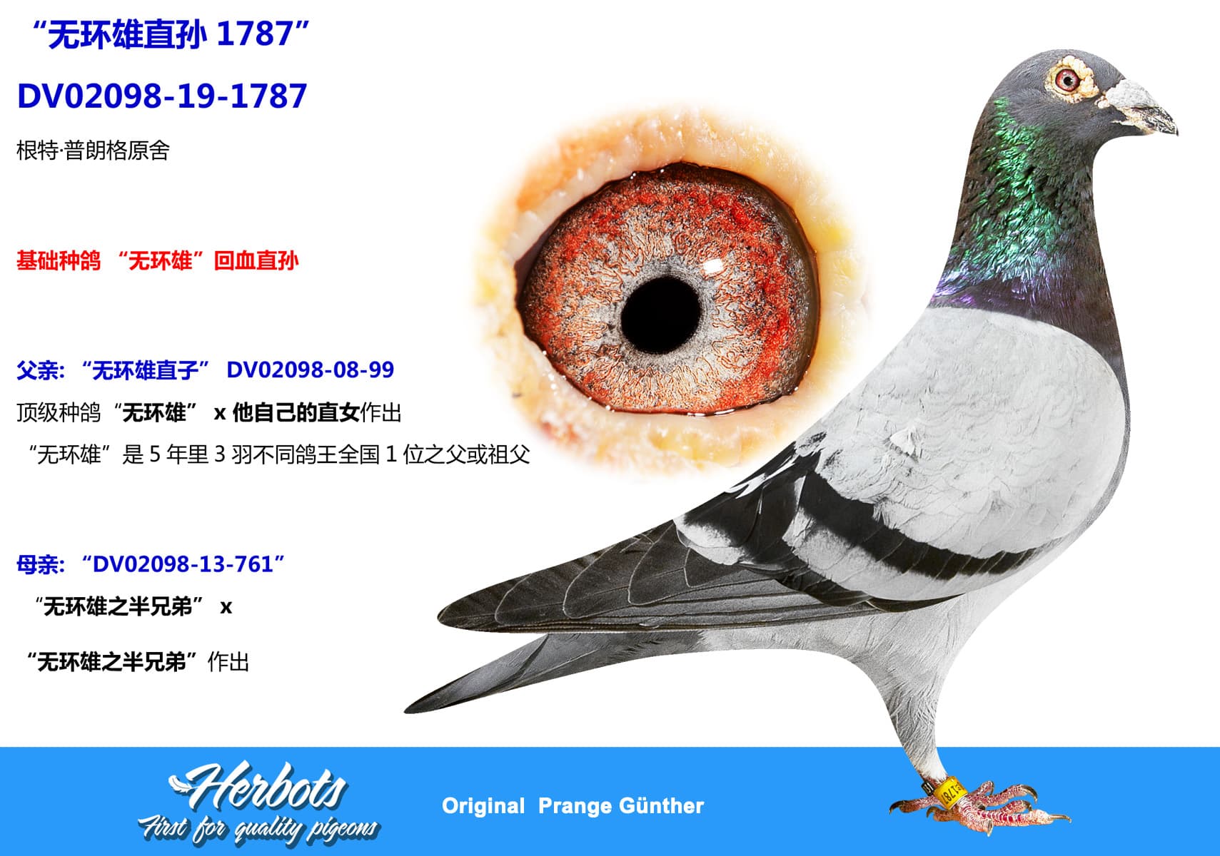 pigeon: undefined