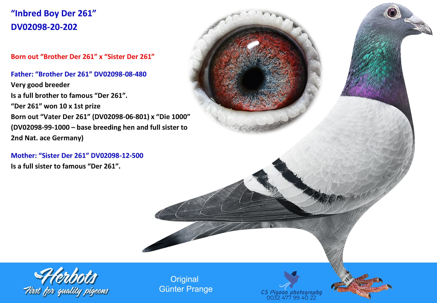 pigeon: “Inbred Boy Der 261”