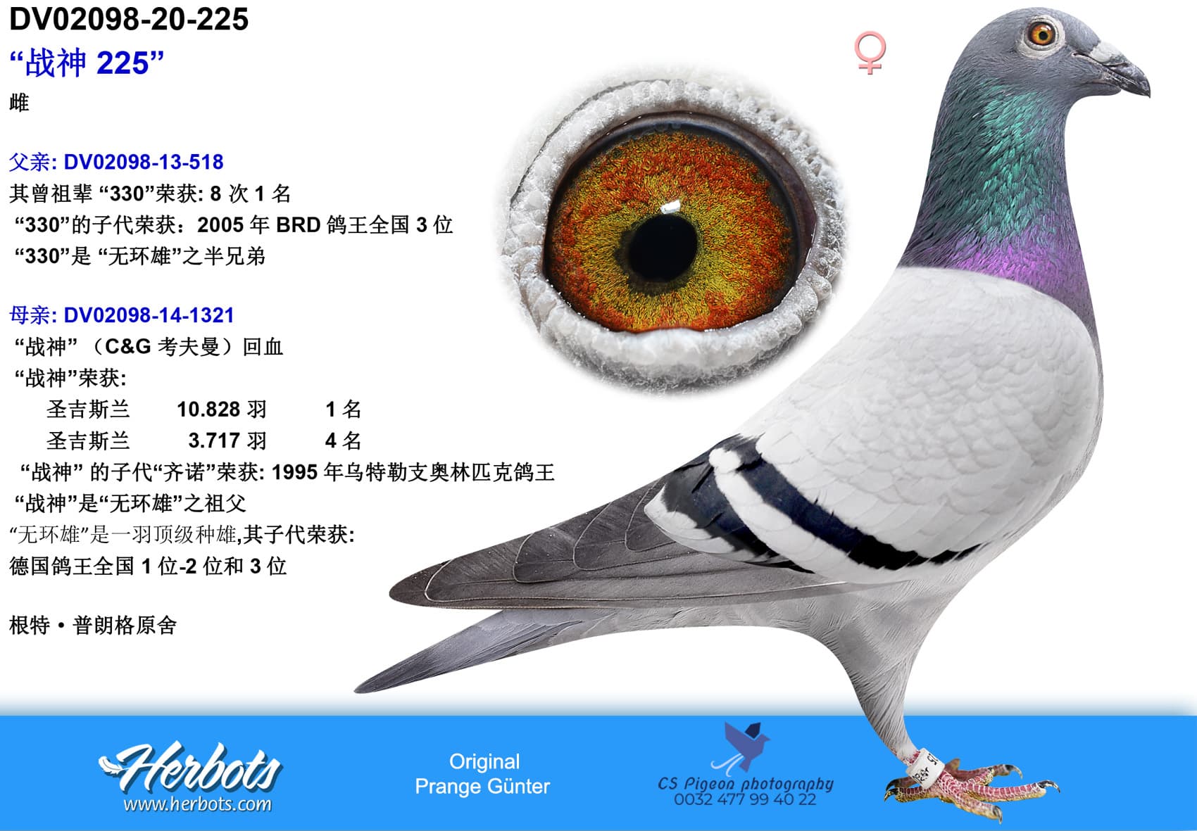 pigeon: undefined