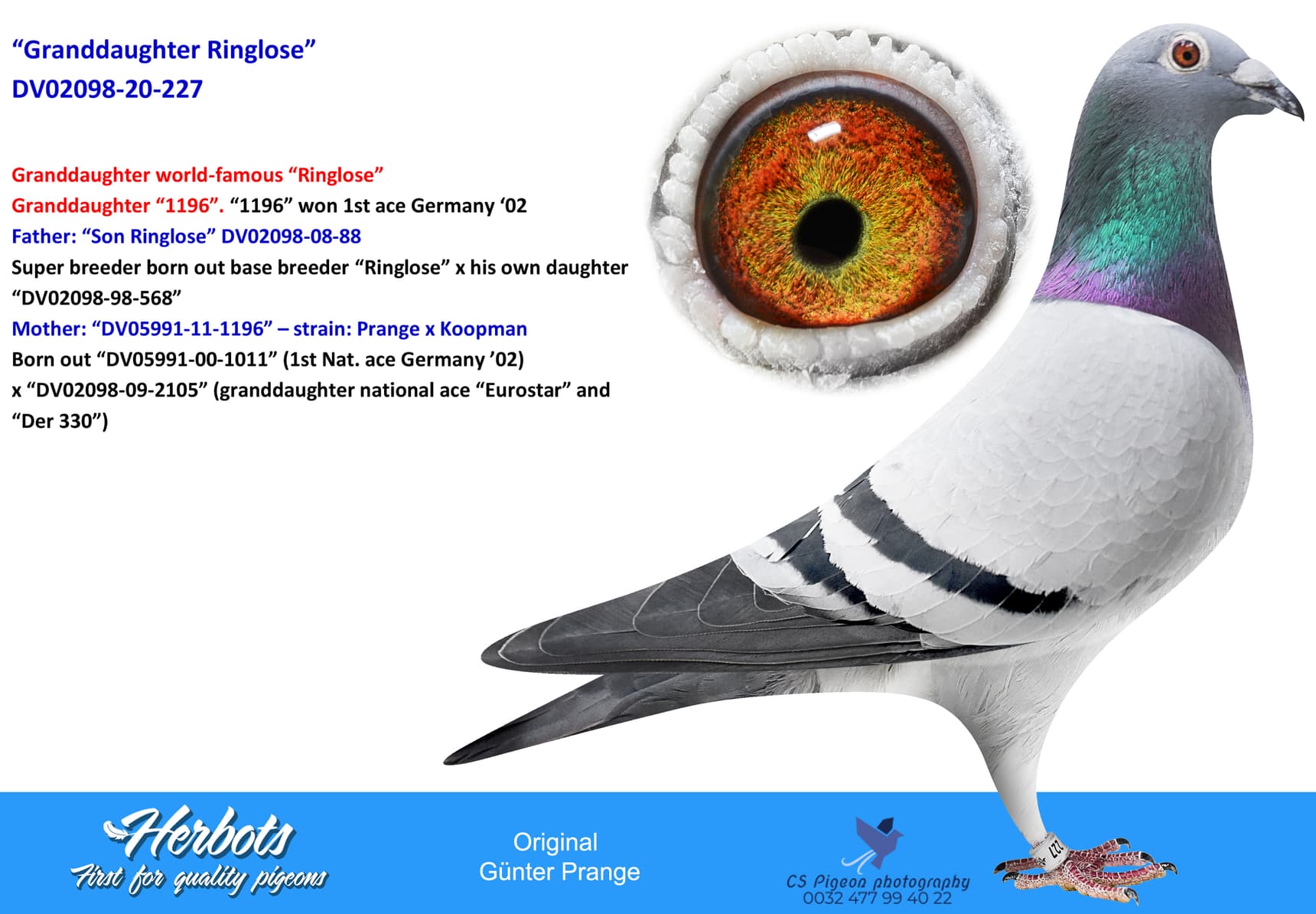 pigeon: “Granddaughter Ringlose”