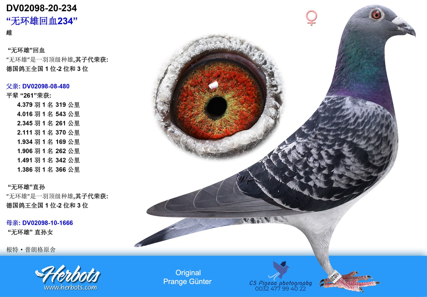 pigeon: undefined