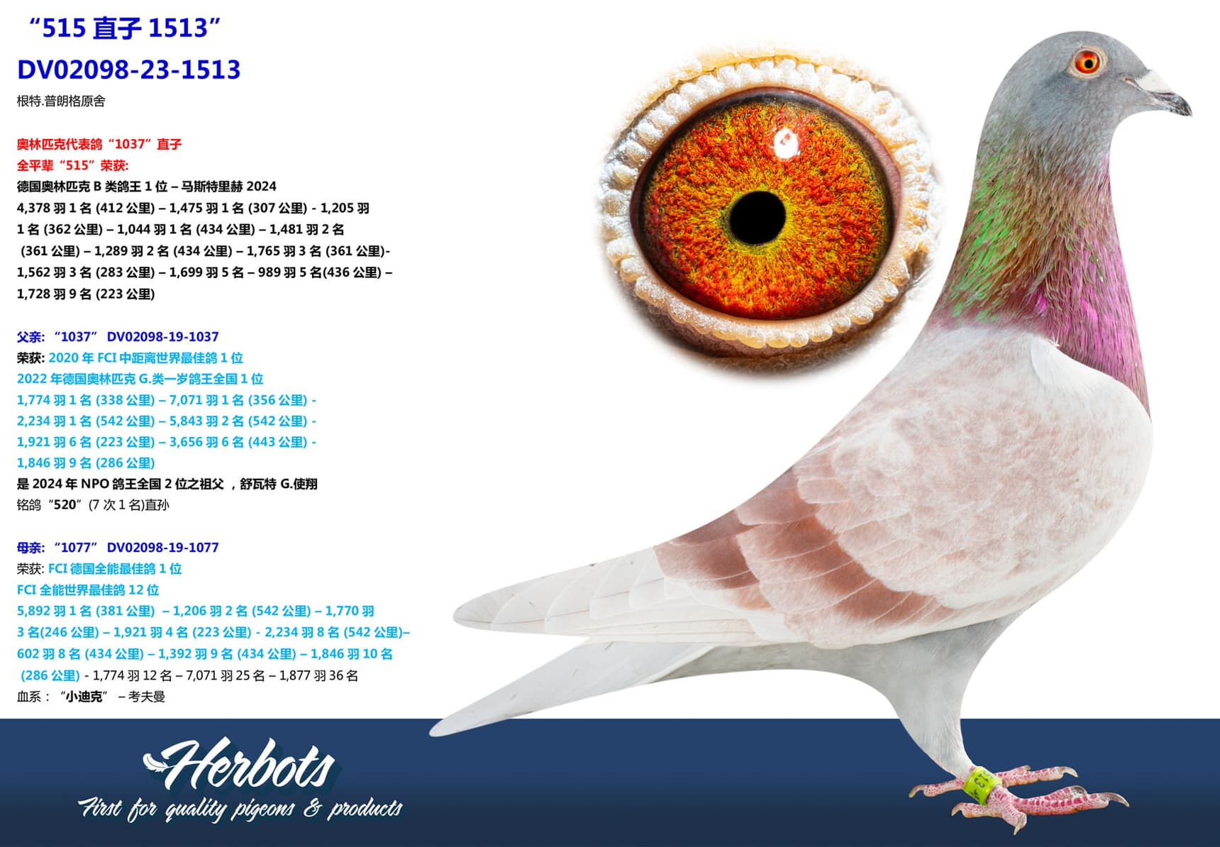 pigeon: “515直子1037”