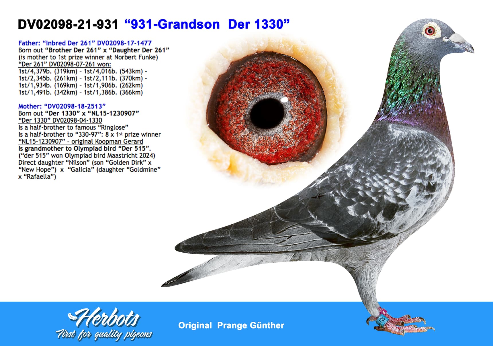 pigeon: undefined
