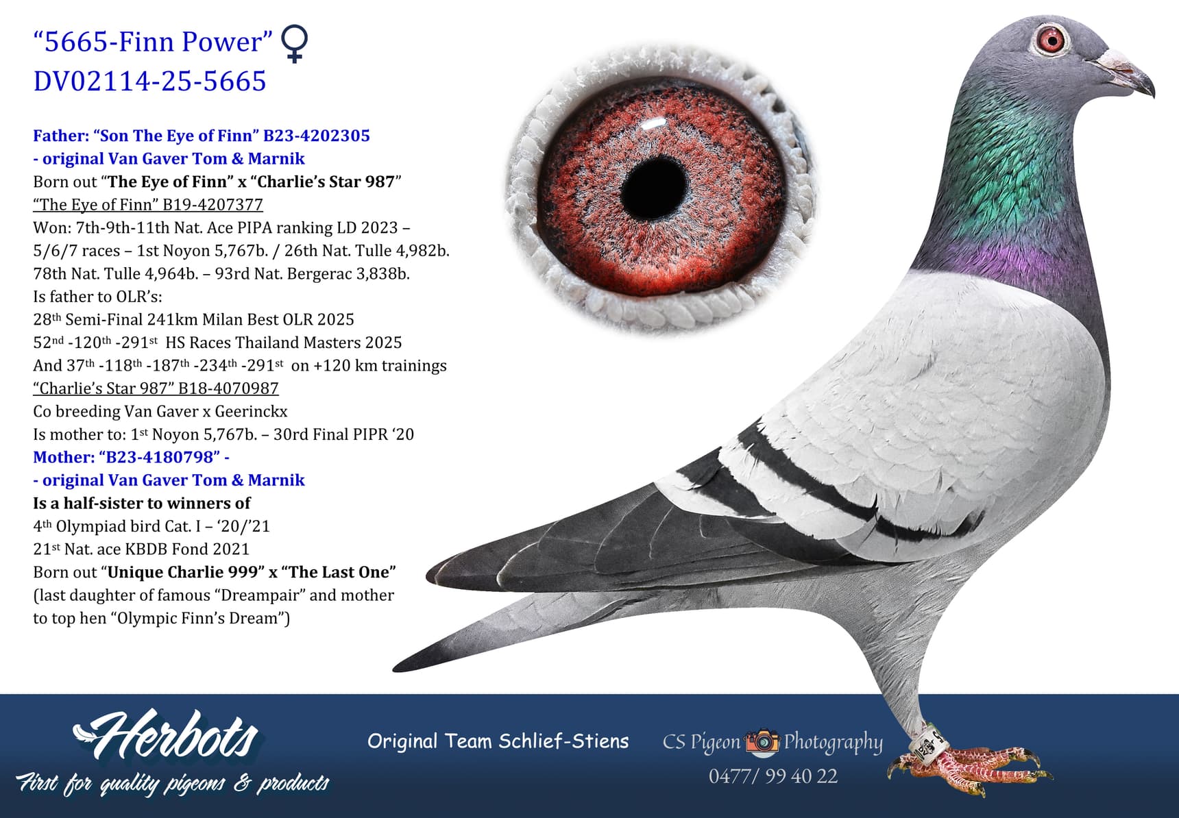 pigeon: undefined