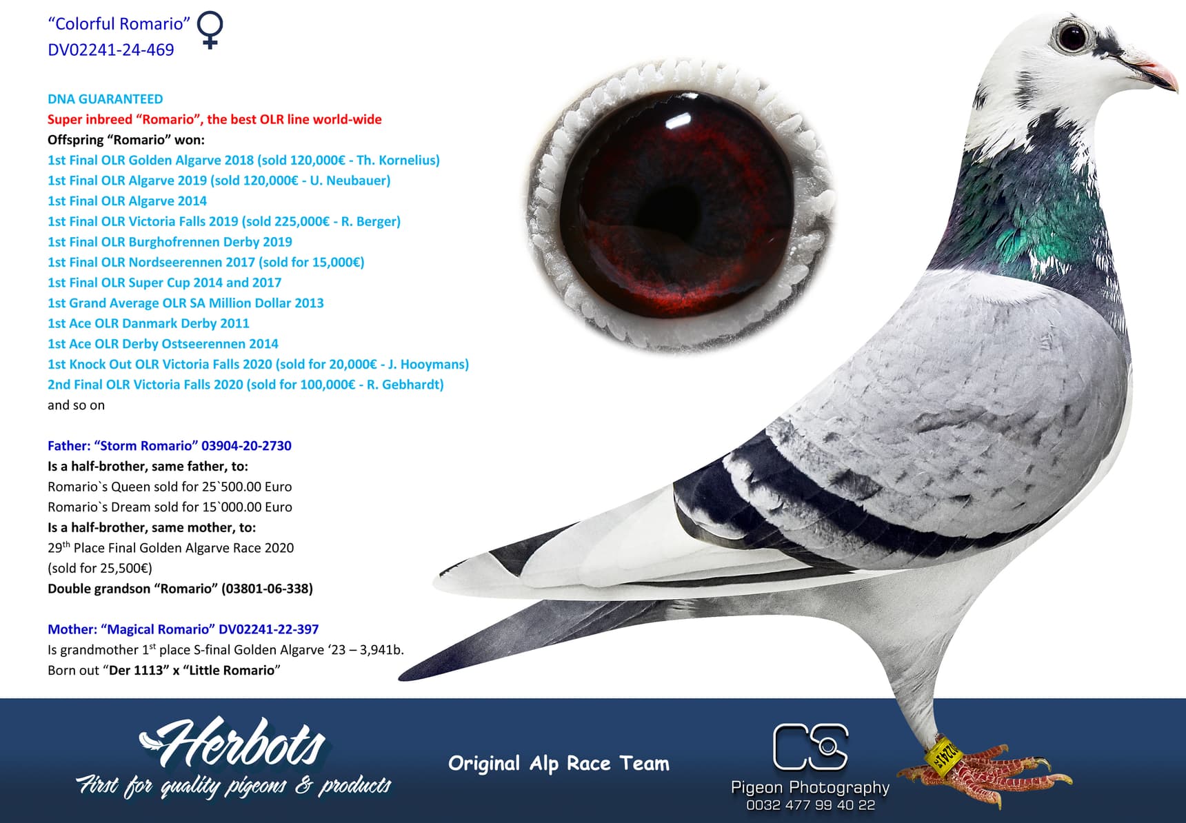 pigeon: “Colorful Romario”