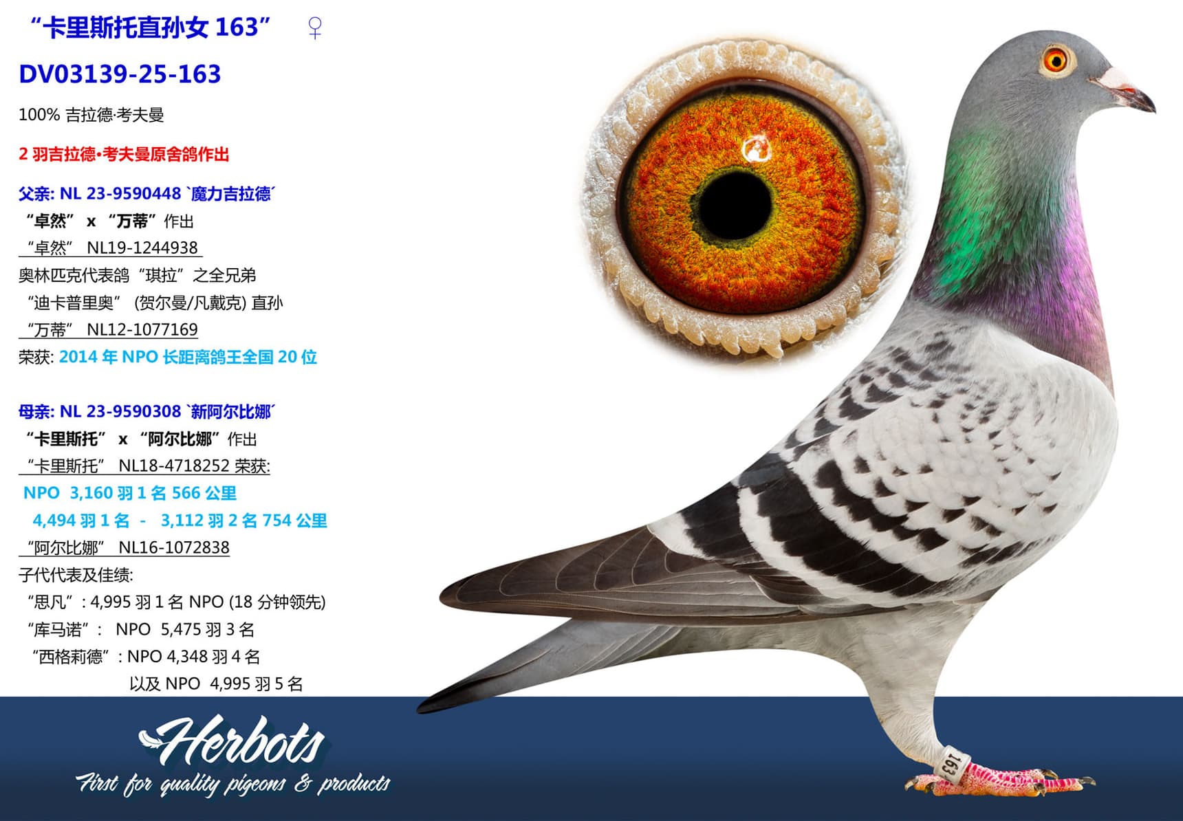 pigeon: undefined