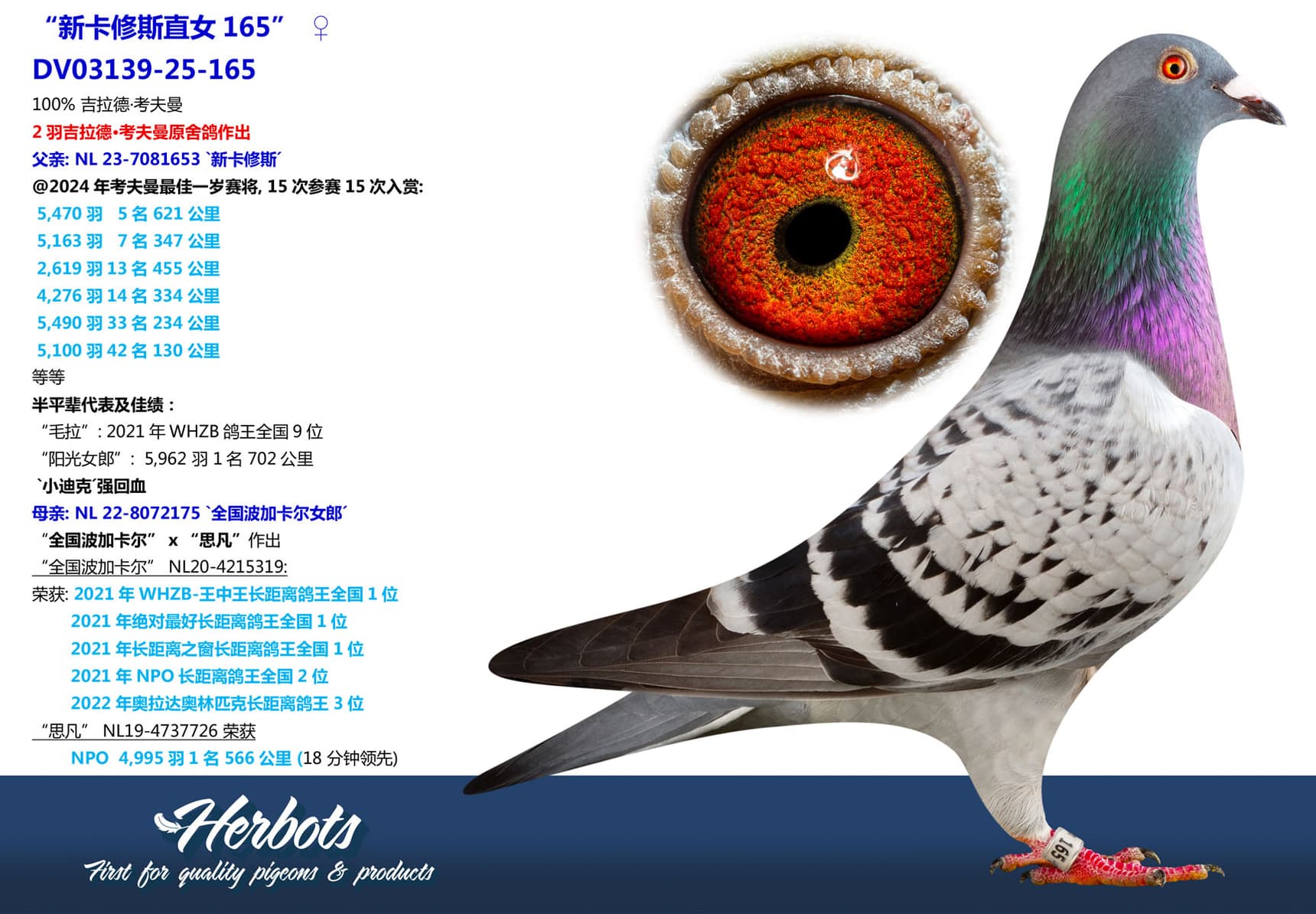 pigeon: undefined