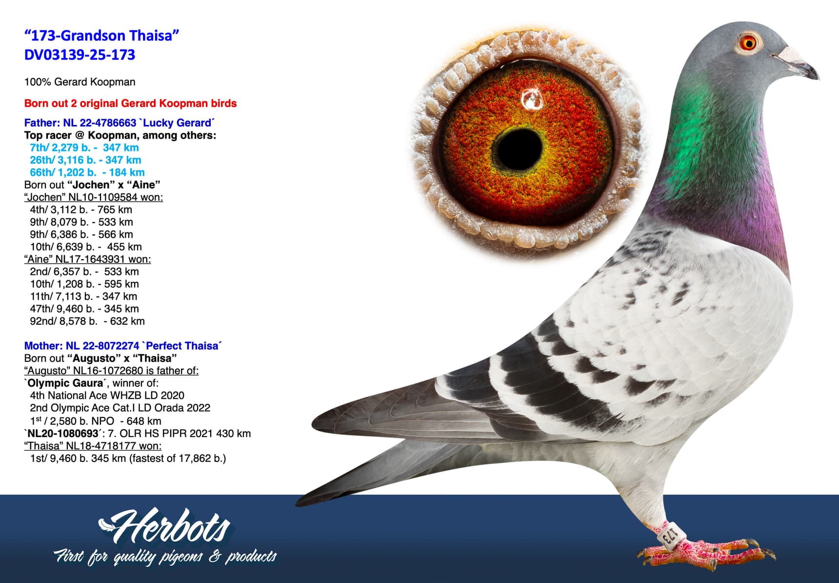 pigeon: undefined