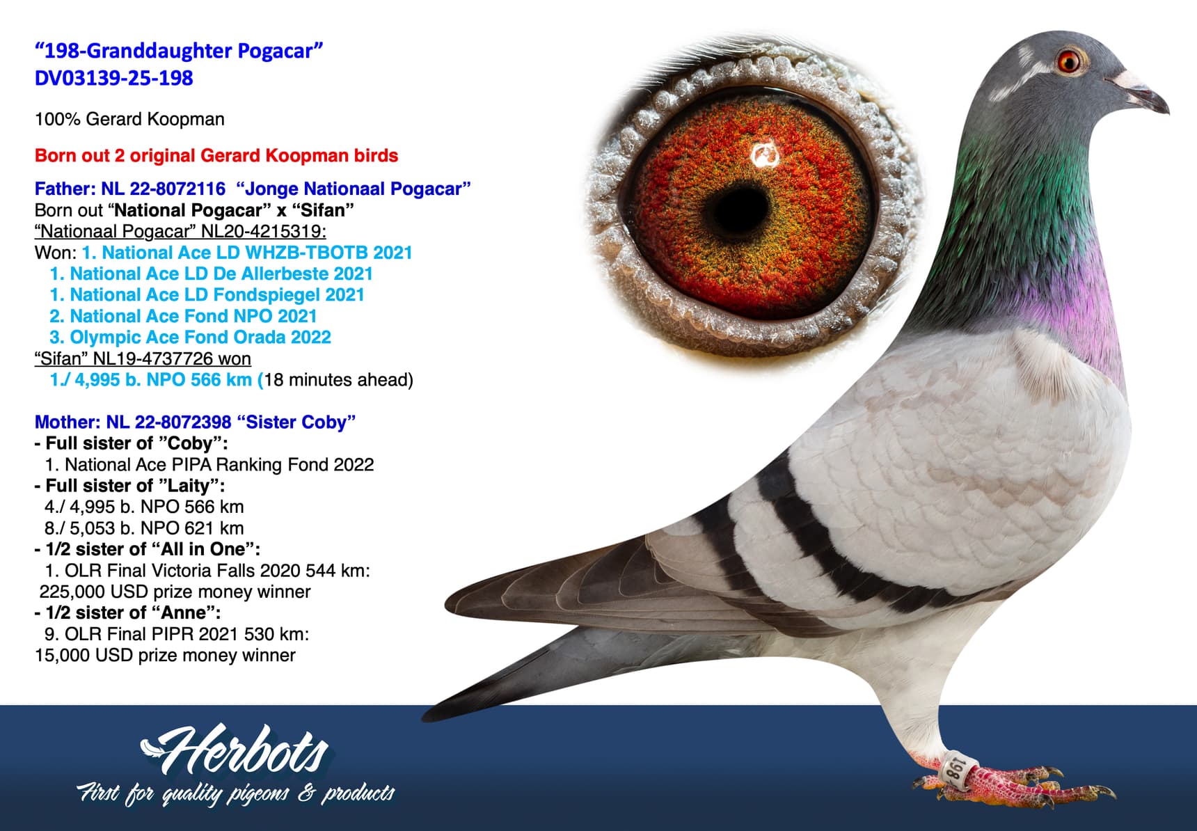pigeon: undefined