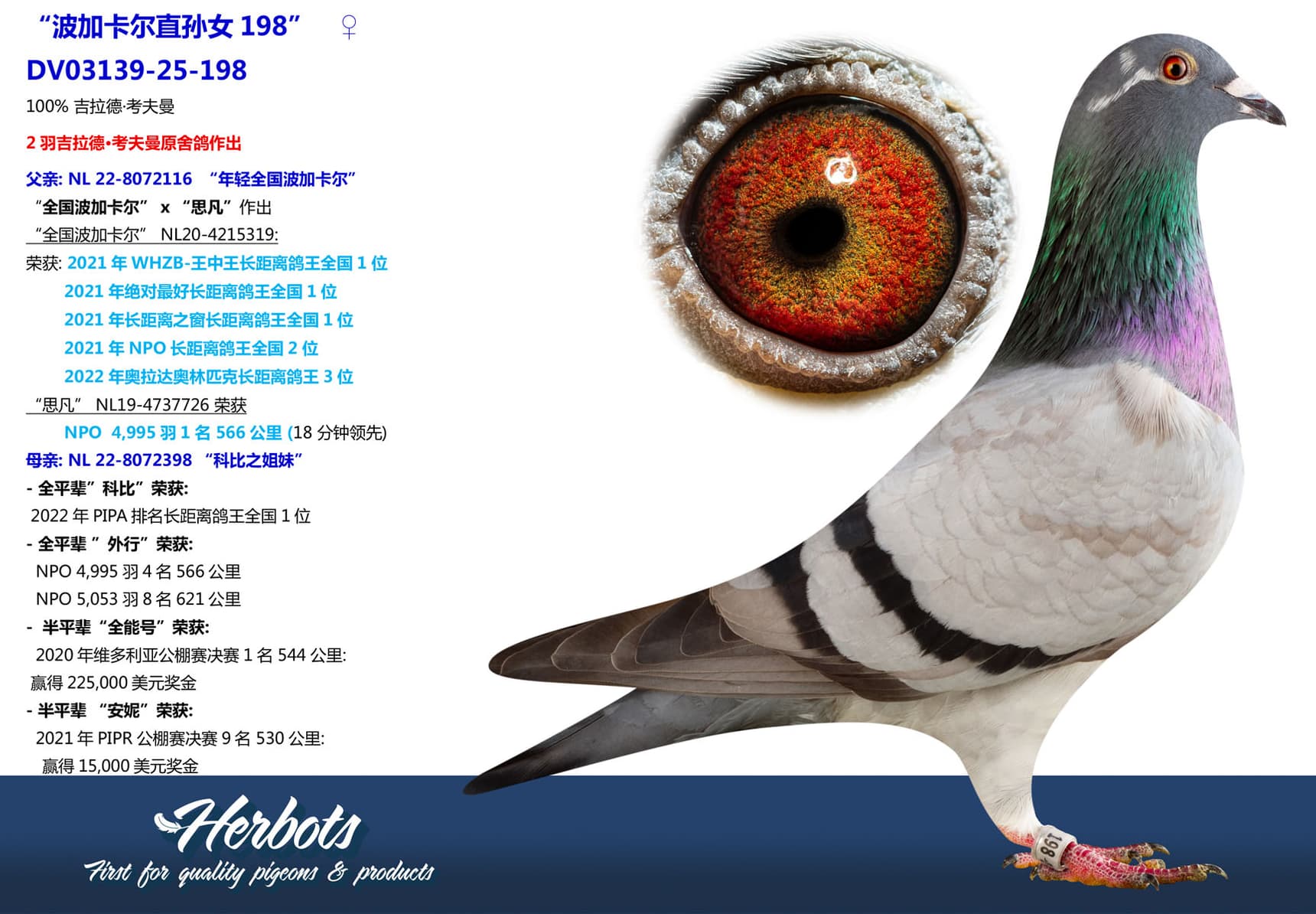 pigeon: undefined