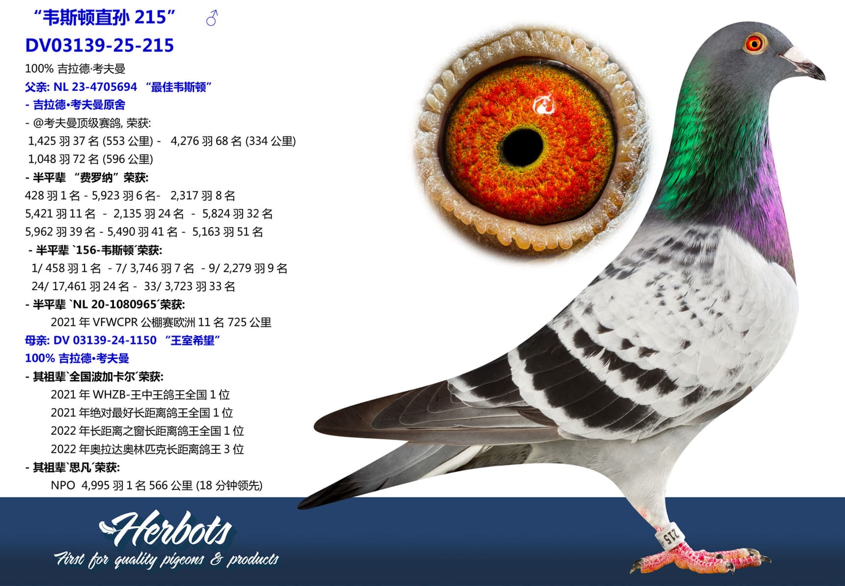 pigeon: undefined