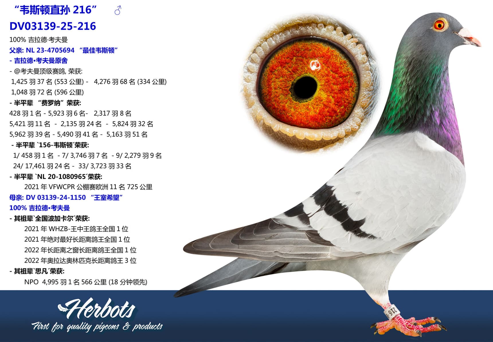 pigeon: undefined