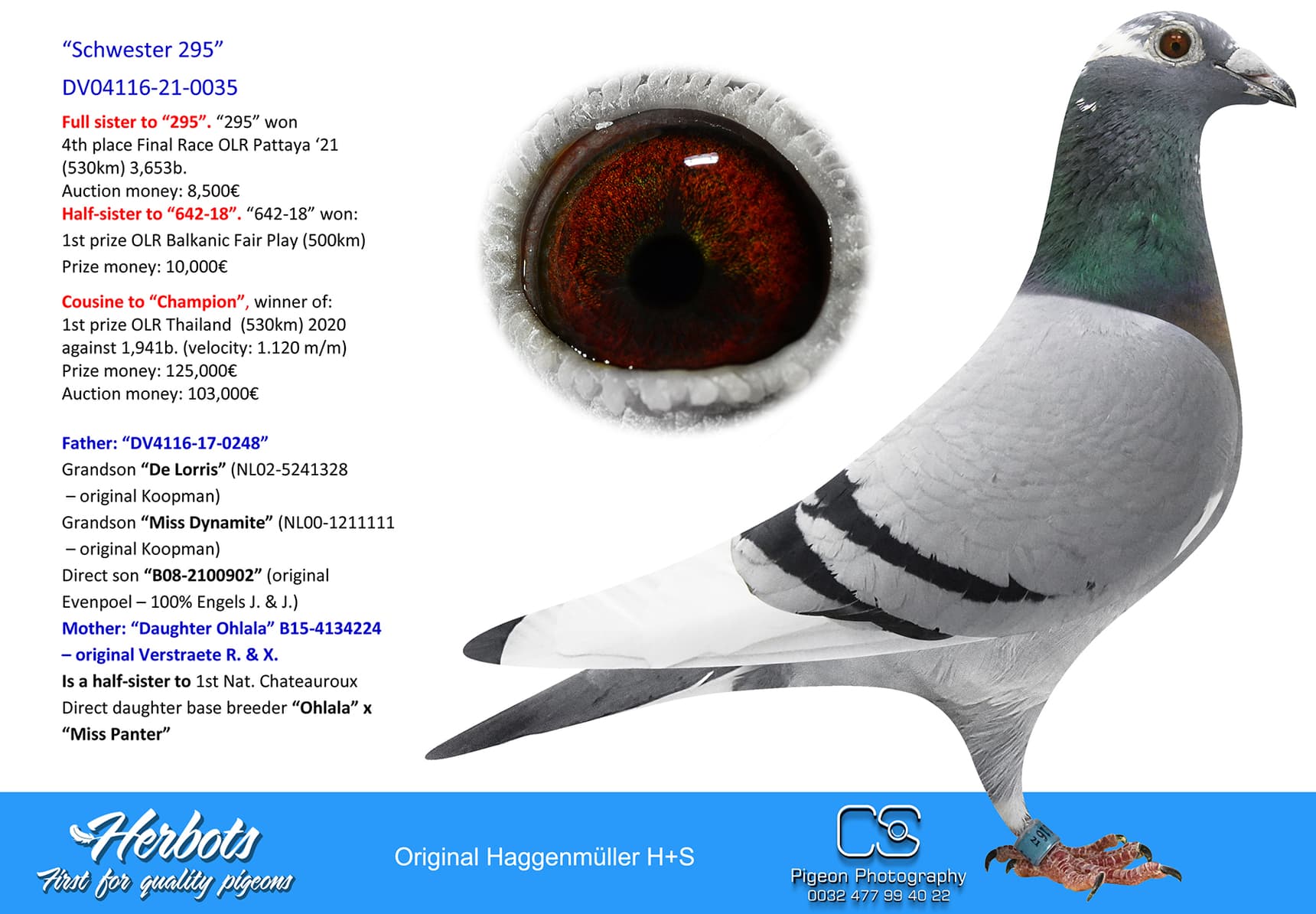 pigeon: “Schwester 295”