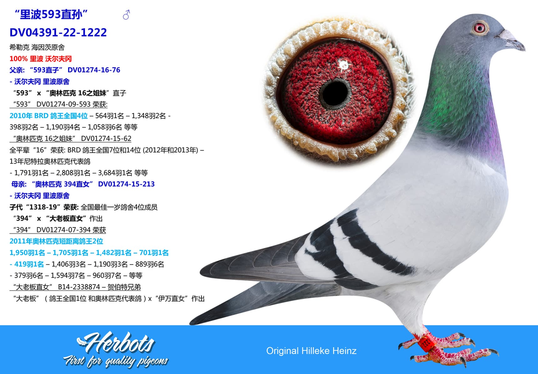 pigeon: “里波593直孙”