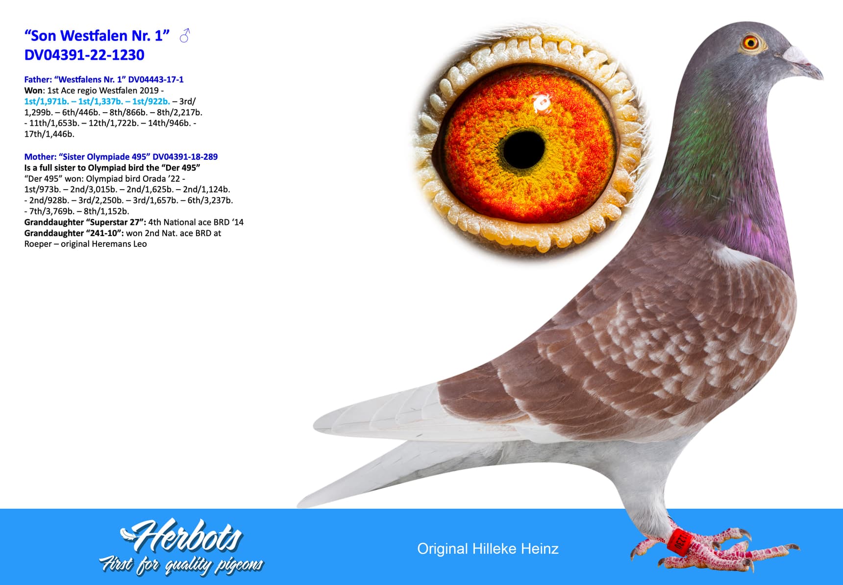 pigeon: undefined