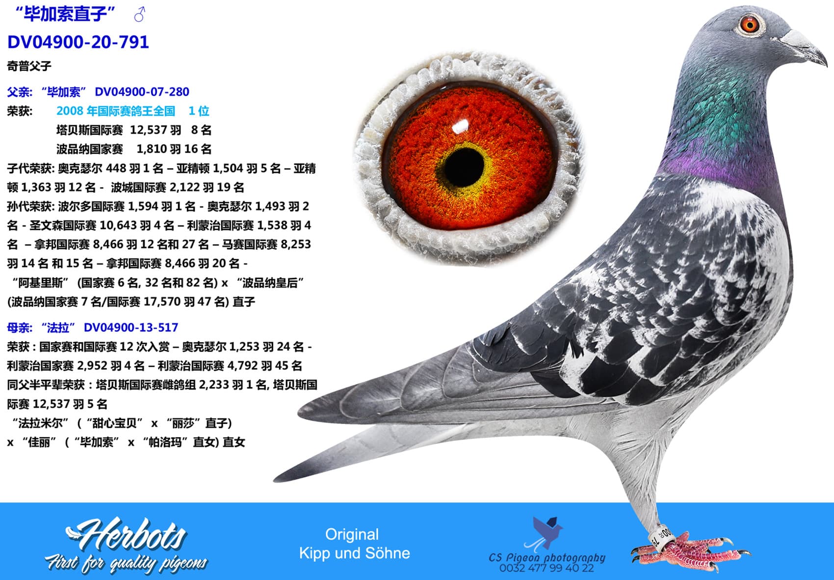 pigeon: “毕加索直子”